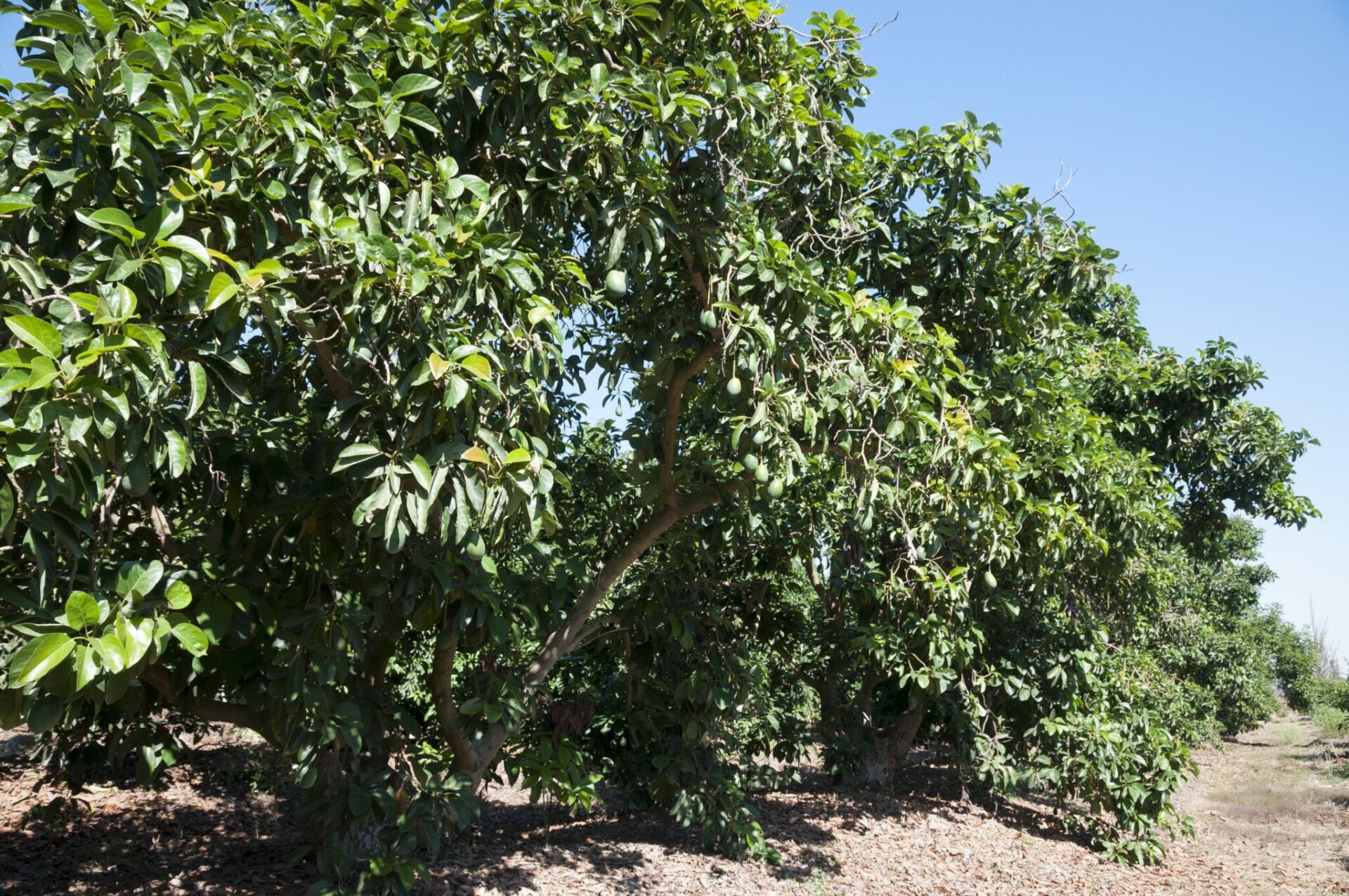 Everything You Need To Know about Cold-Hardy Mexicola Avocado Trees