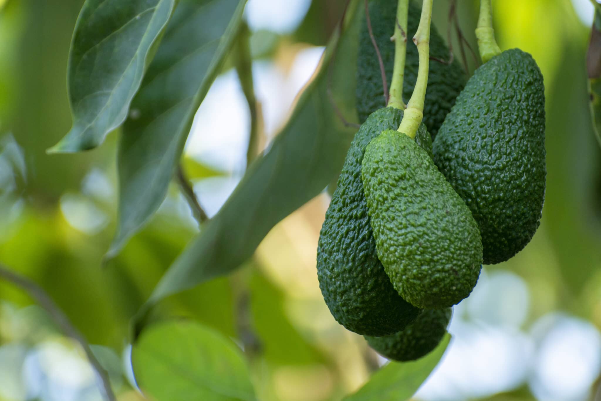 Everything You Need To Know about Hass Avocado Trees