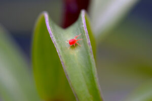 Tiny red clover mite on a green leaf outside.