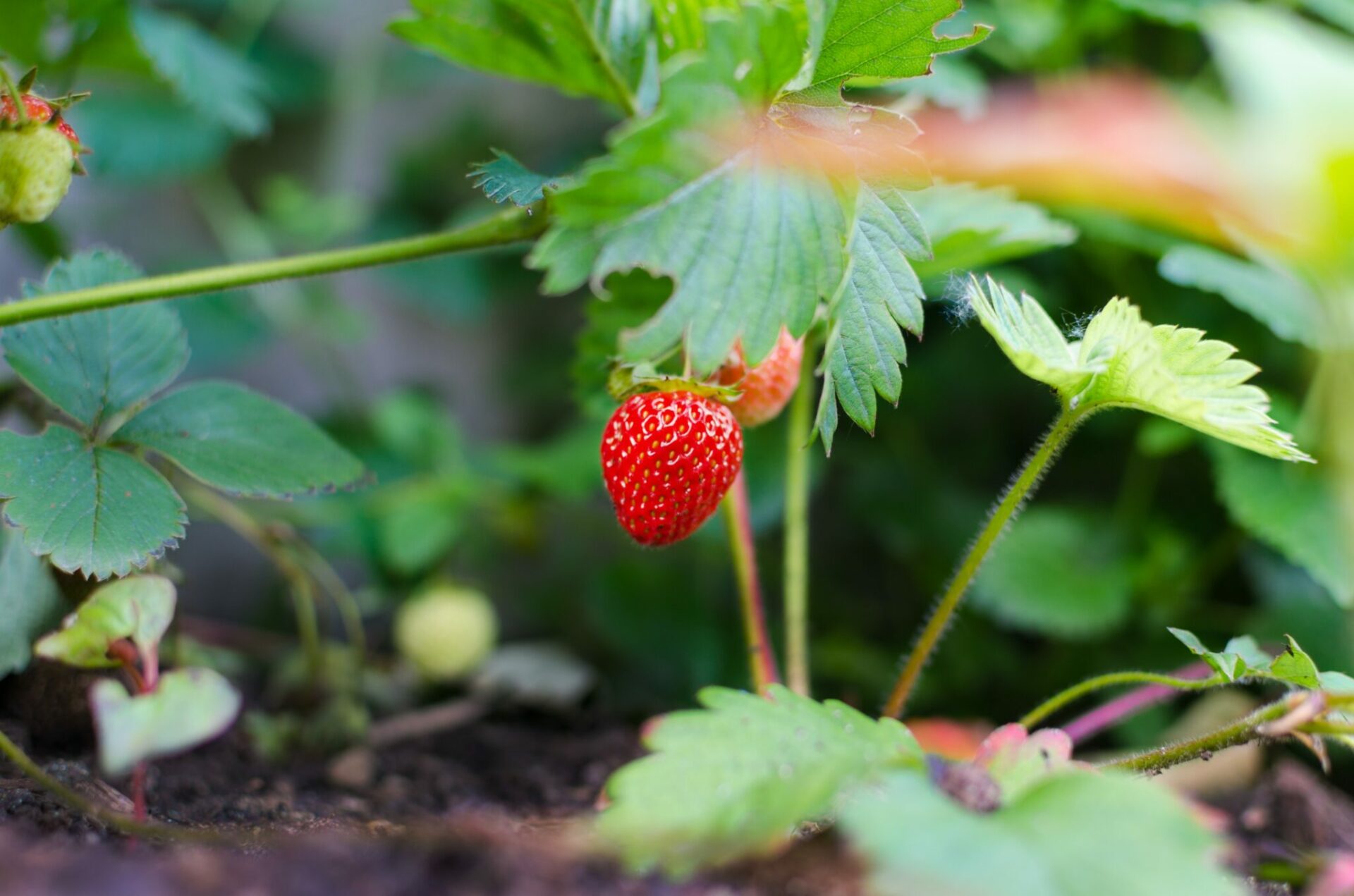 How To Grow Everbearing Strawberry Plants