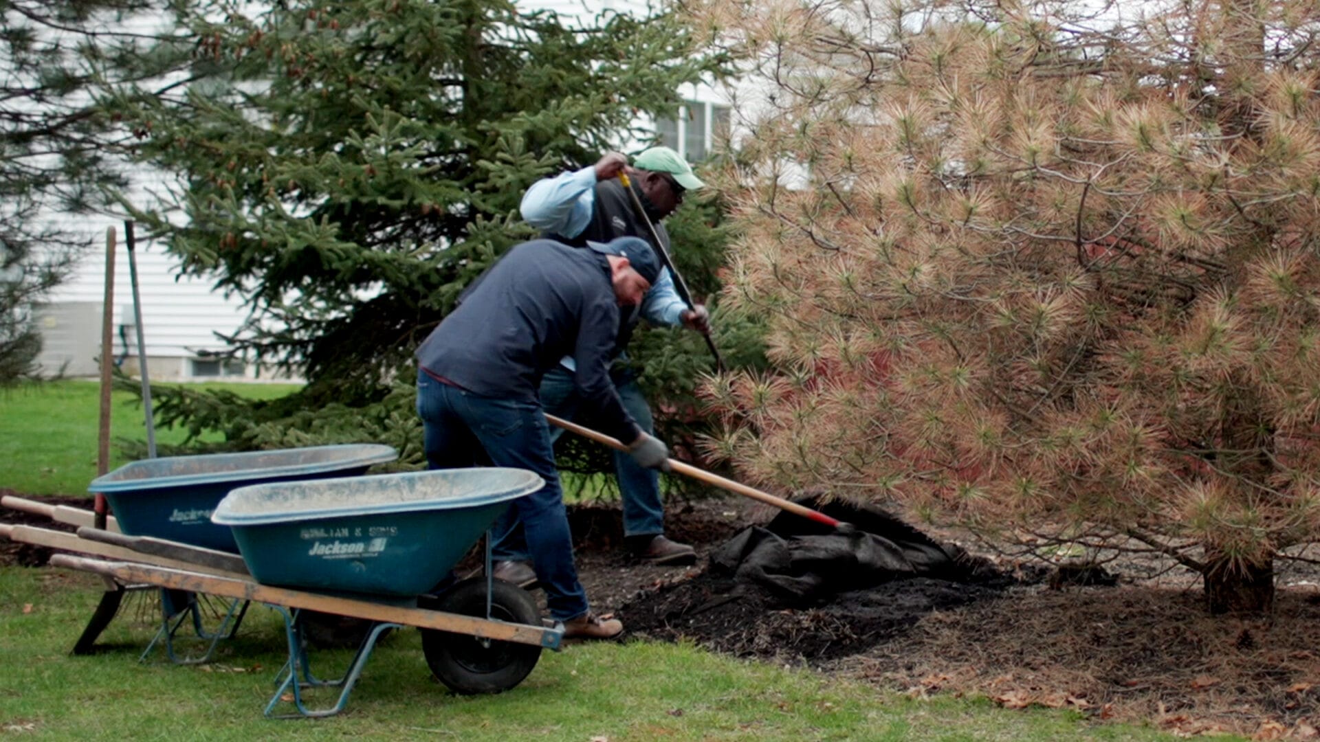 S23 E18: Lee Gilliam helps treat a diseased tree