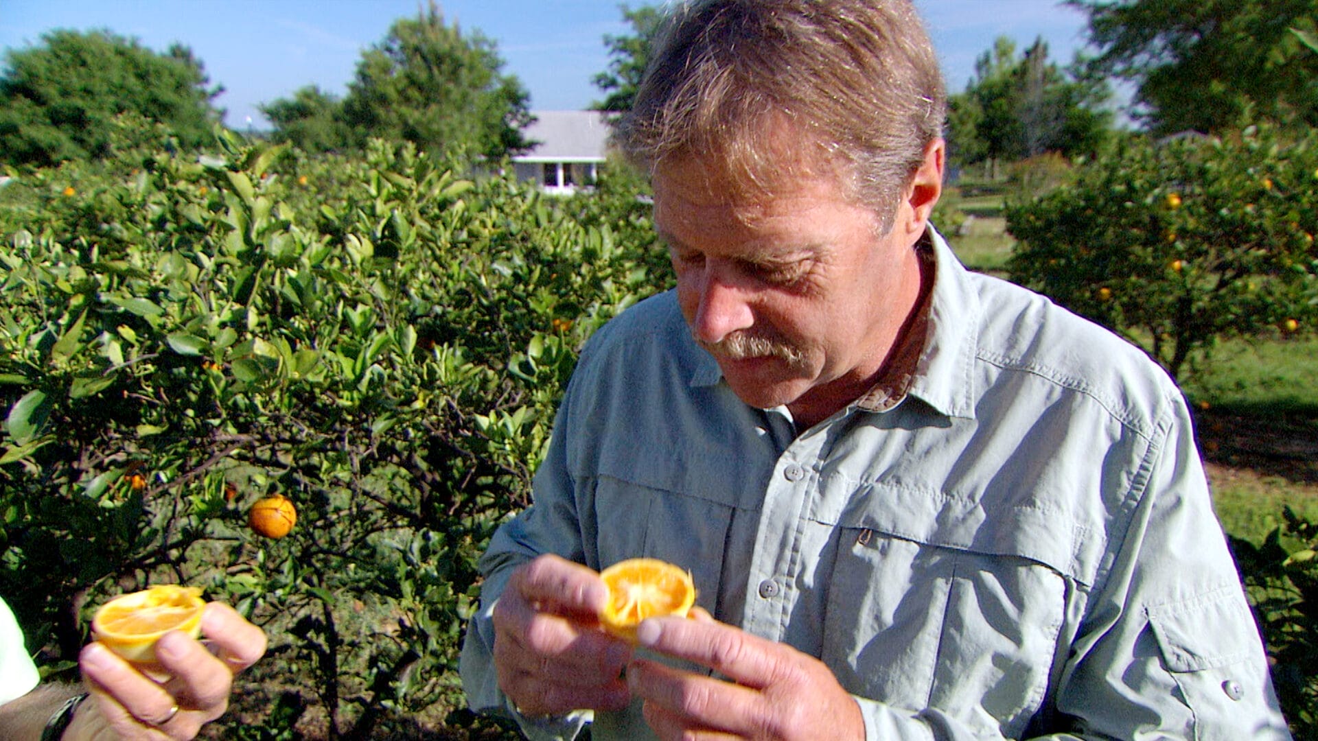 S23 E25: Roger Cook inspects some citrus