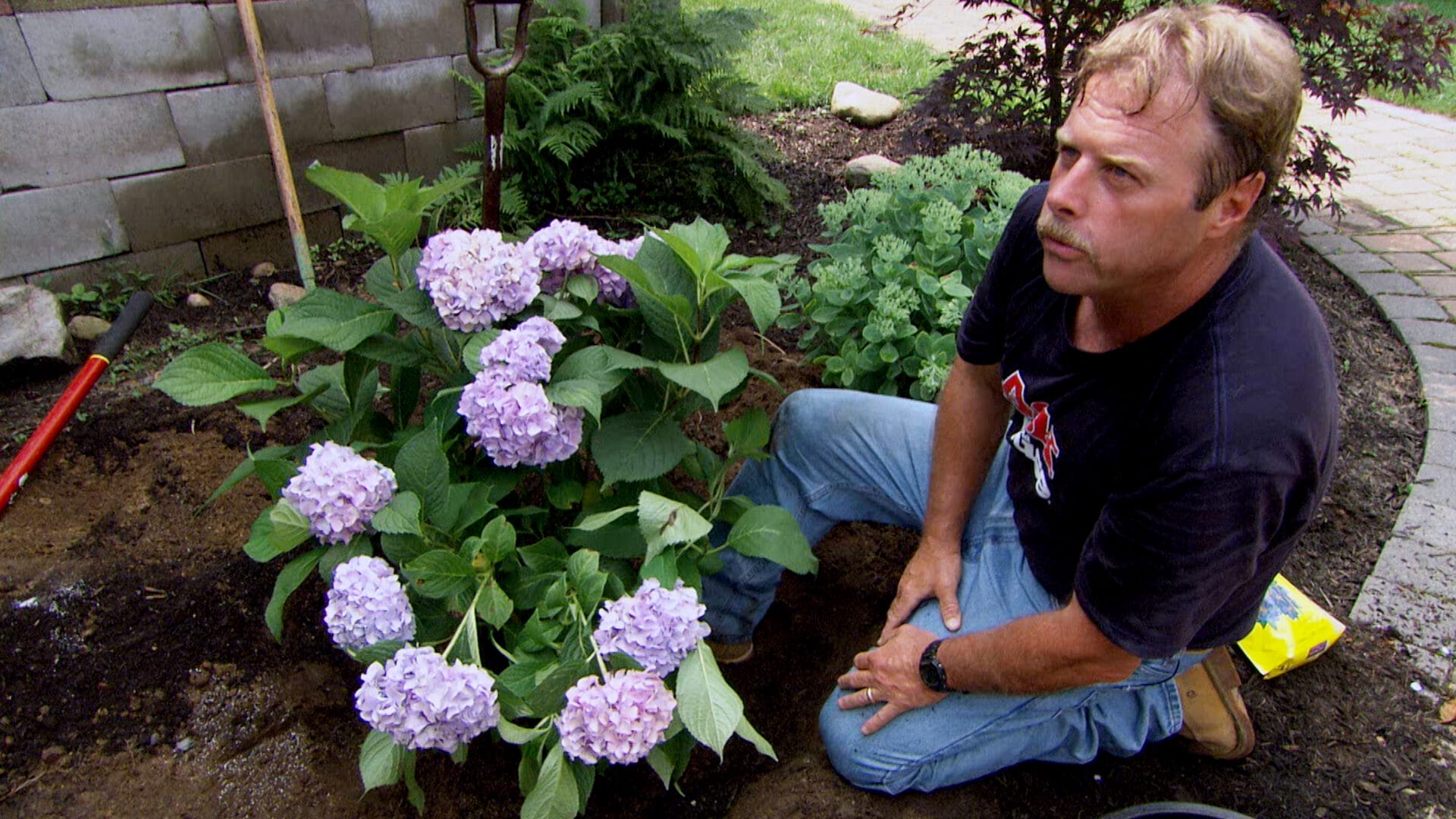 S23 E25: Roger Cook kneels amongst the hydrangeas