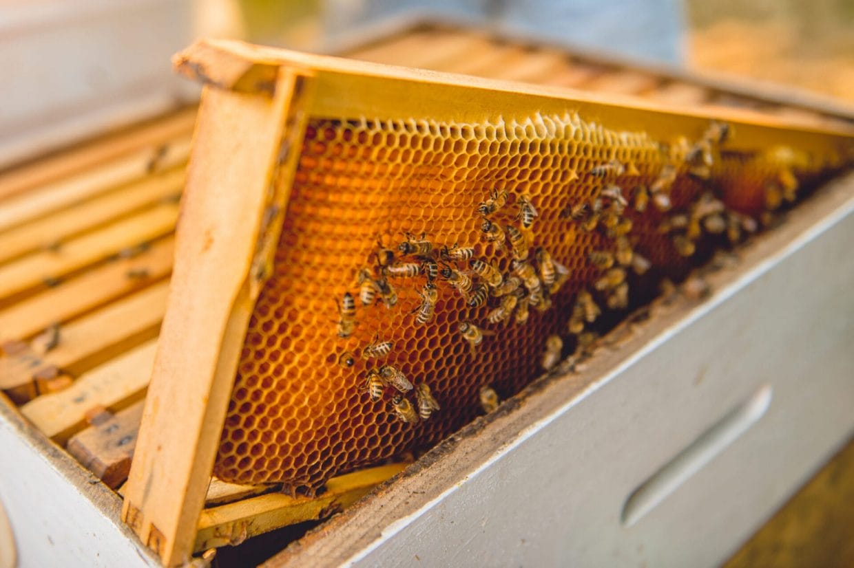 How To Set Up a Beehive