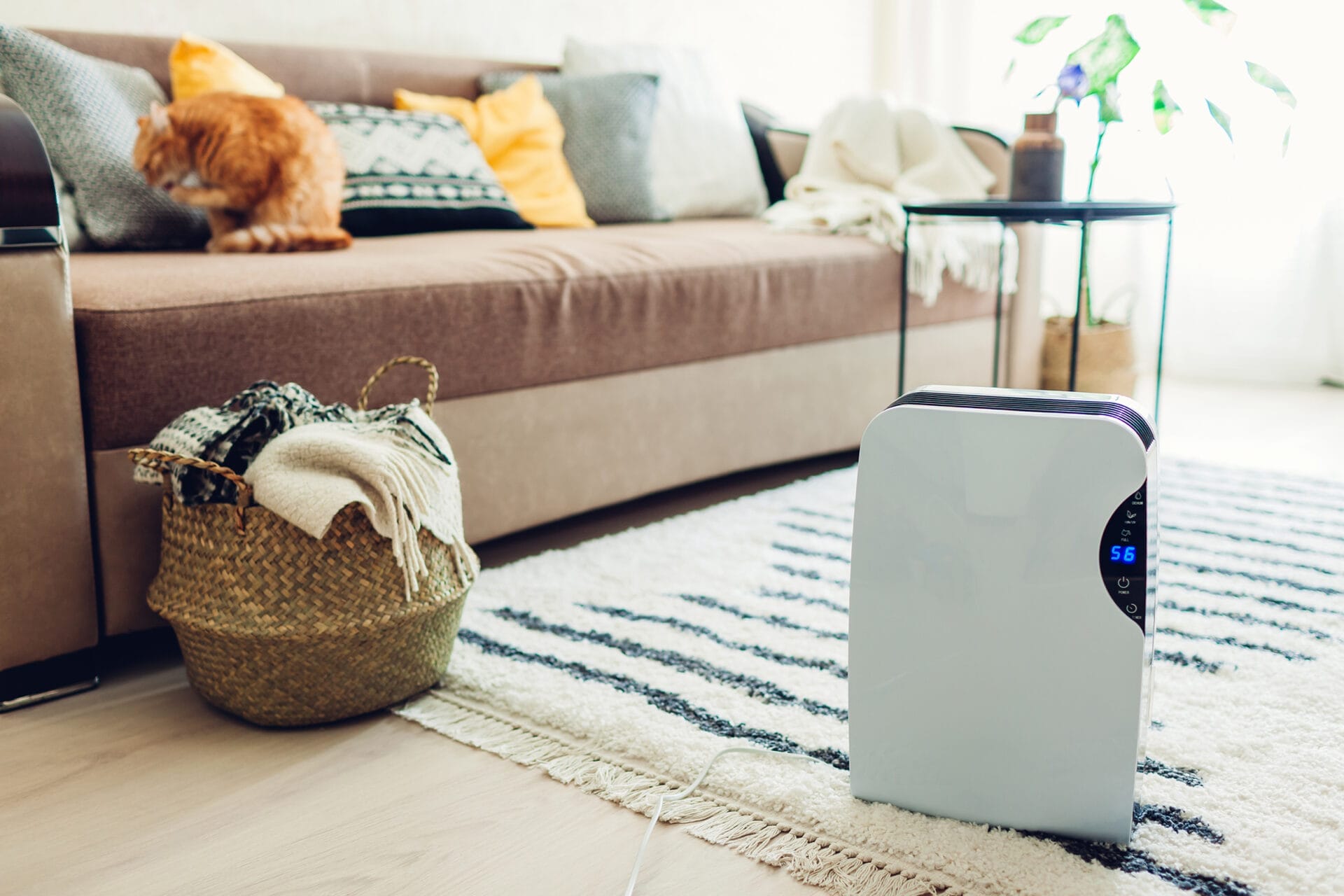 5 Best Dehumidifiers