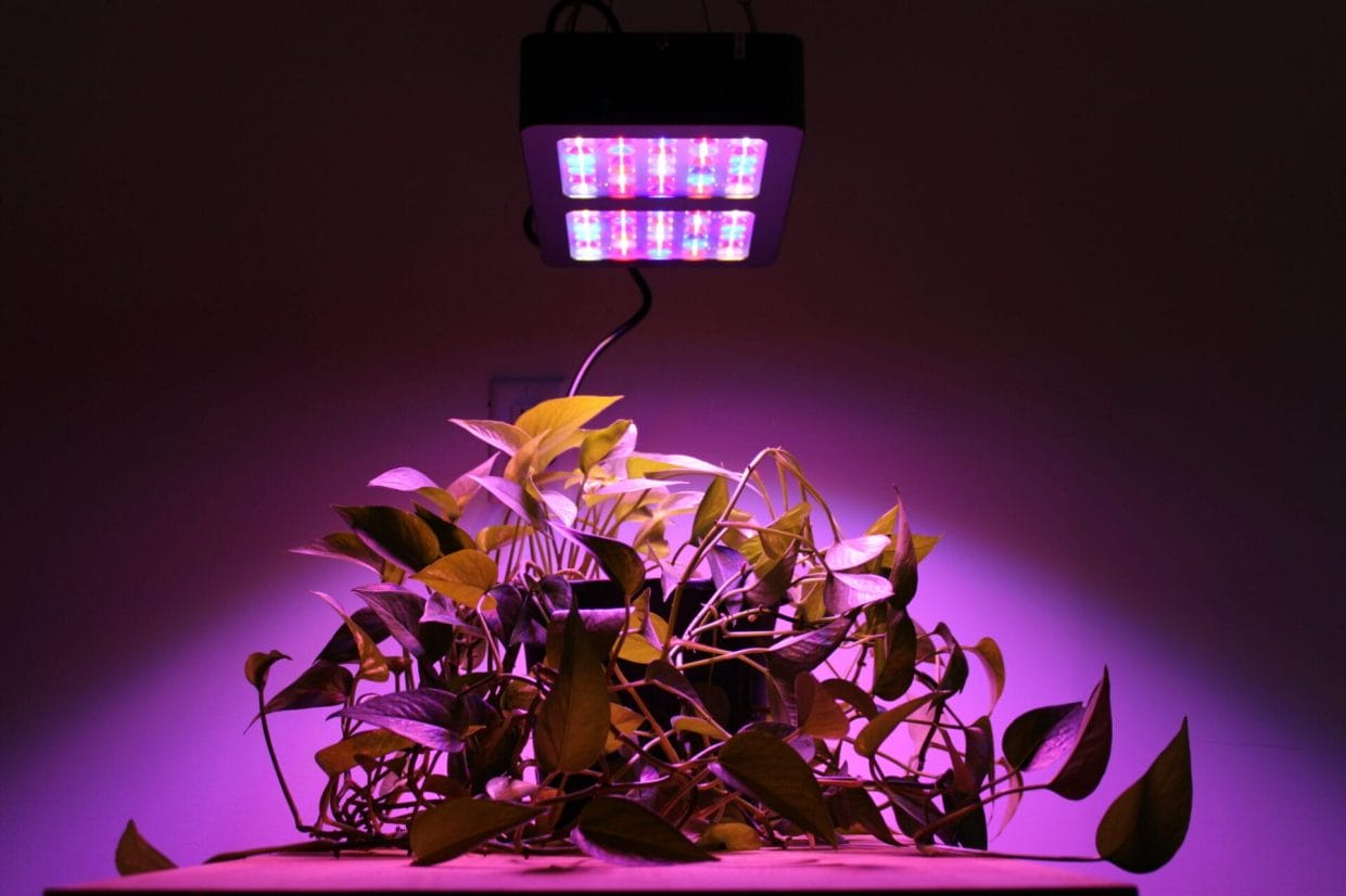 6 Best LED Grow Lights