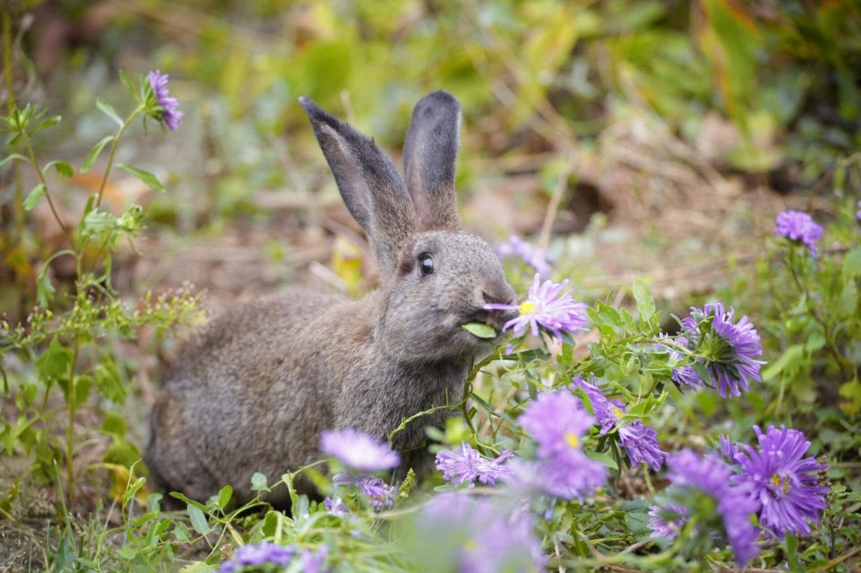 These Plants Will Keep Rabbits Out Of Your Garden