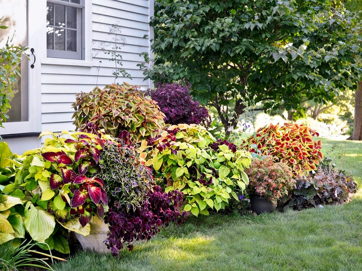 Use Colorful Coleus To Perk Up Any Garden Corner