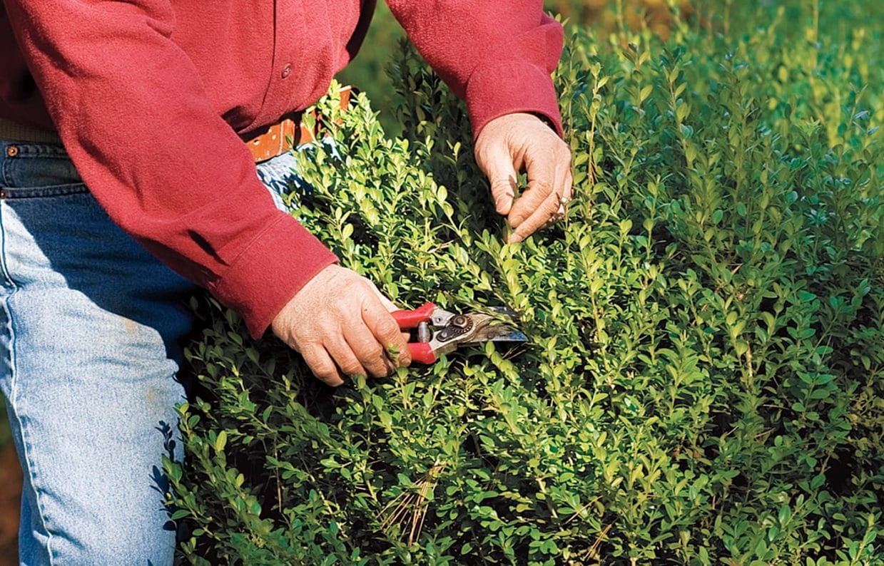 Shrub Pruning Dos and Don’ts