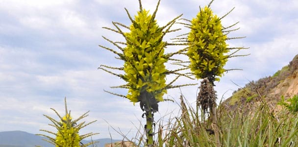 8 Exotic Plants That Take Up to a Decade—or More—to Bloom