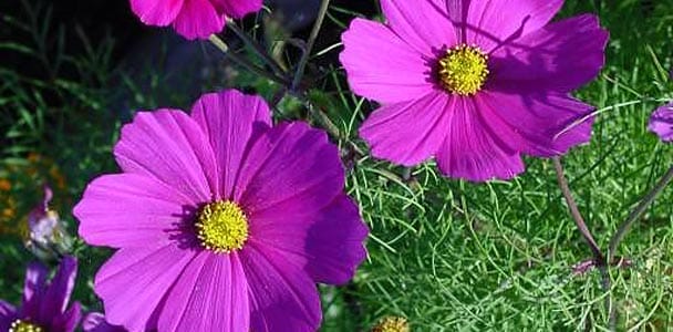 15 Fast-Growing Flowers for a Cutting Garden