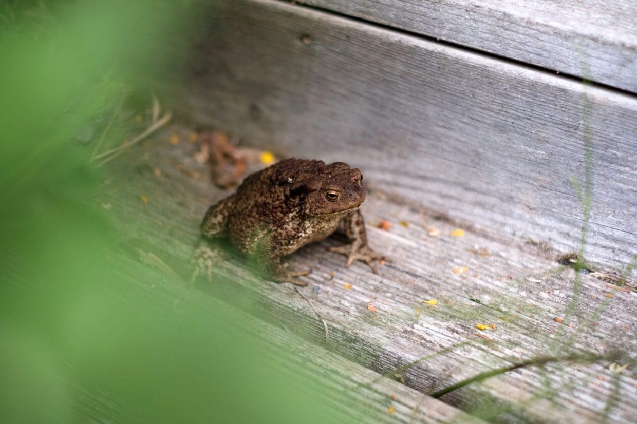 How to Get Rid of Frogs in Your Yard
