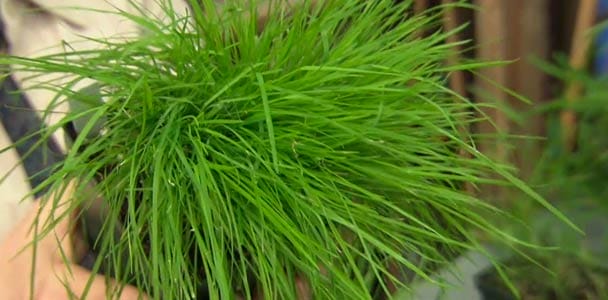 How To Choose Grass Seed