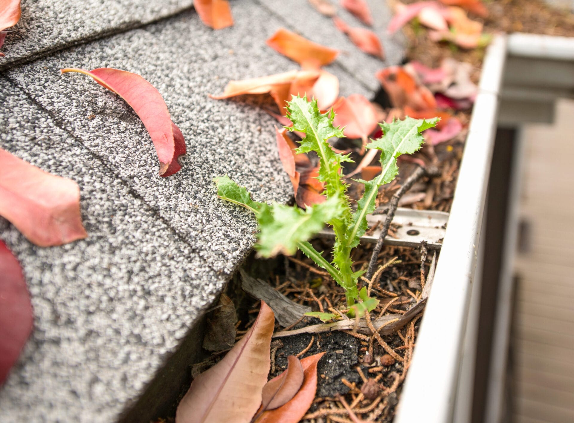 Keep Gutters Uncluttered