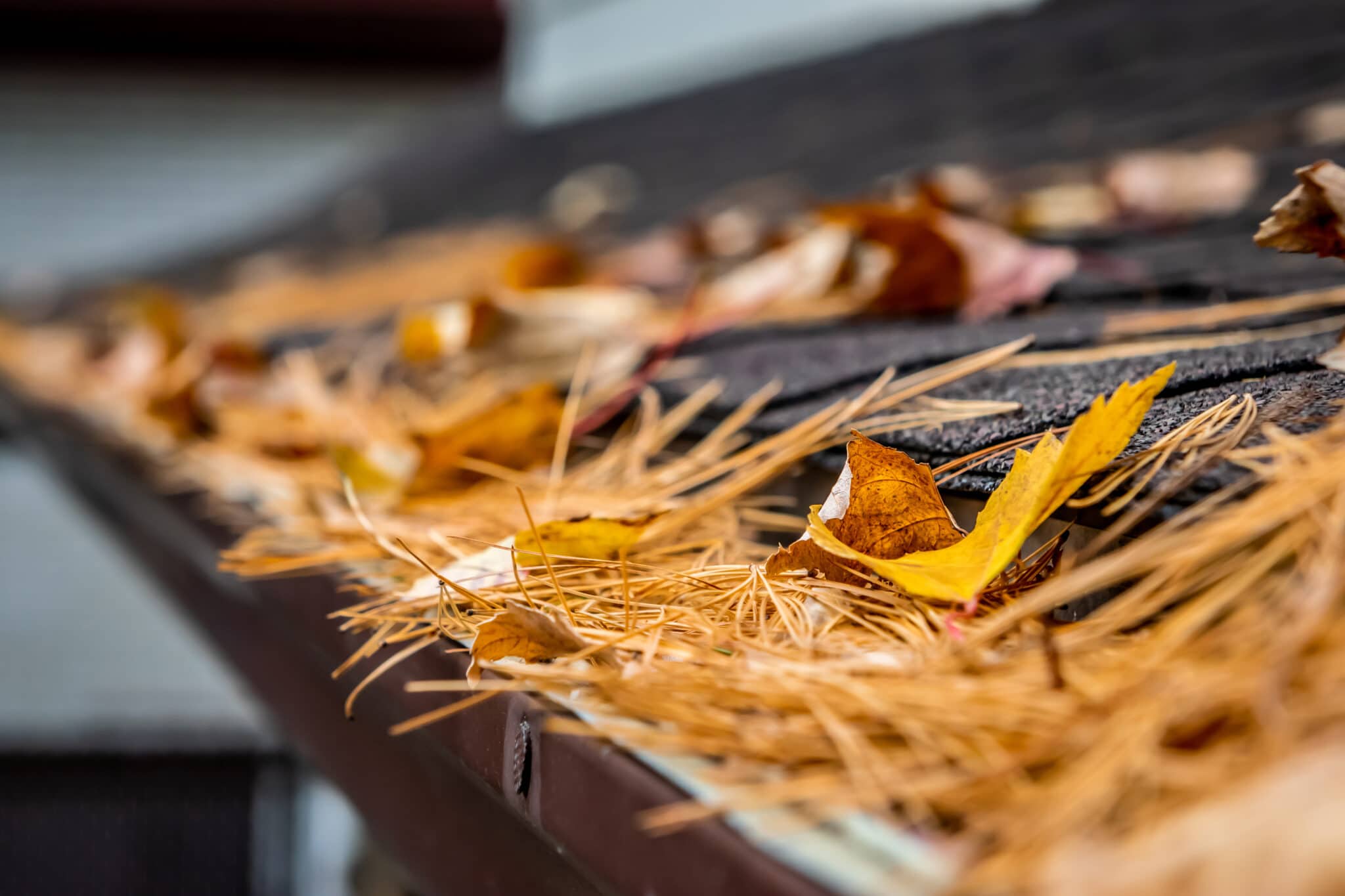 The Best Gutter Guards for Pine Needles