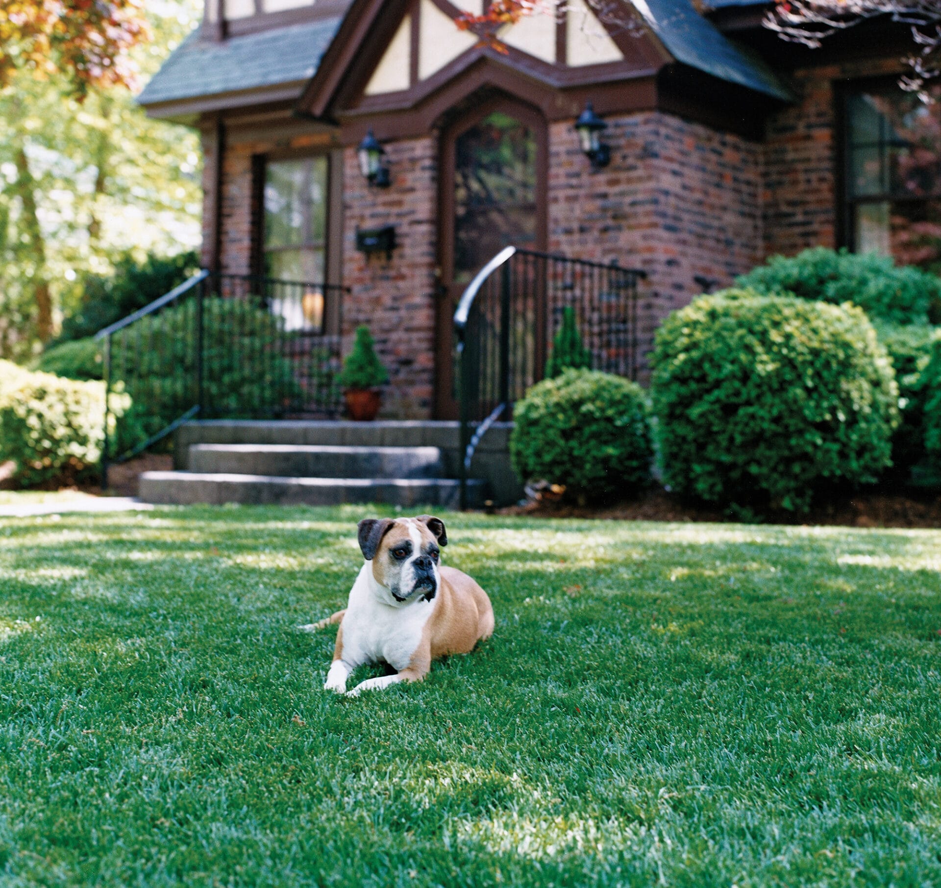 The Ultimate Guide To Creating and Maintaining a Perfect Lawn