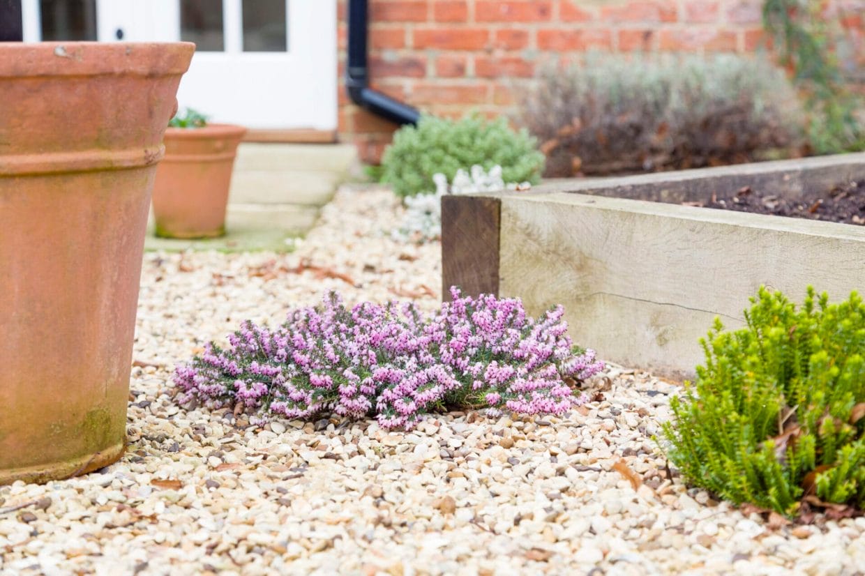 How To Grow Hebe Shrubs