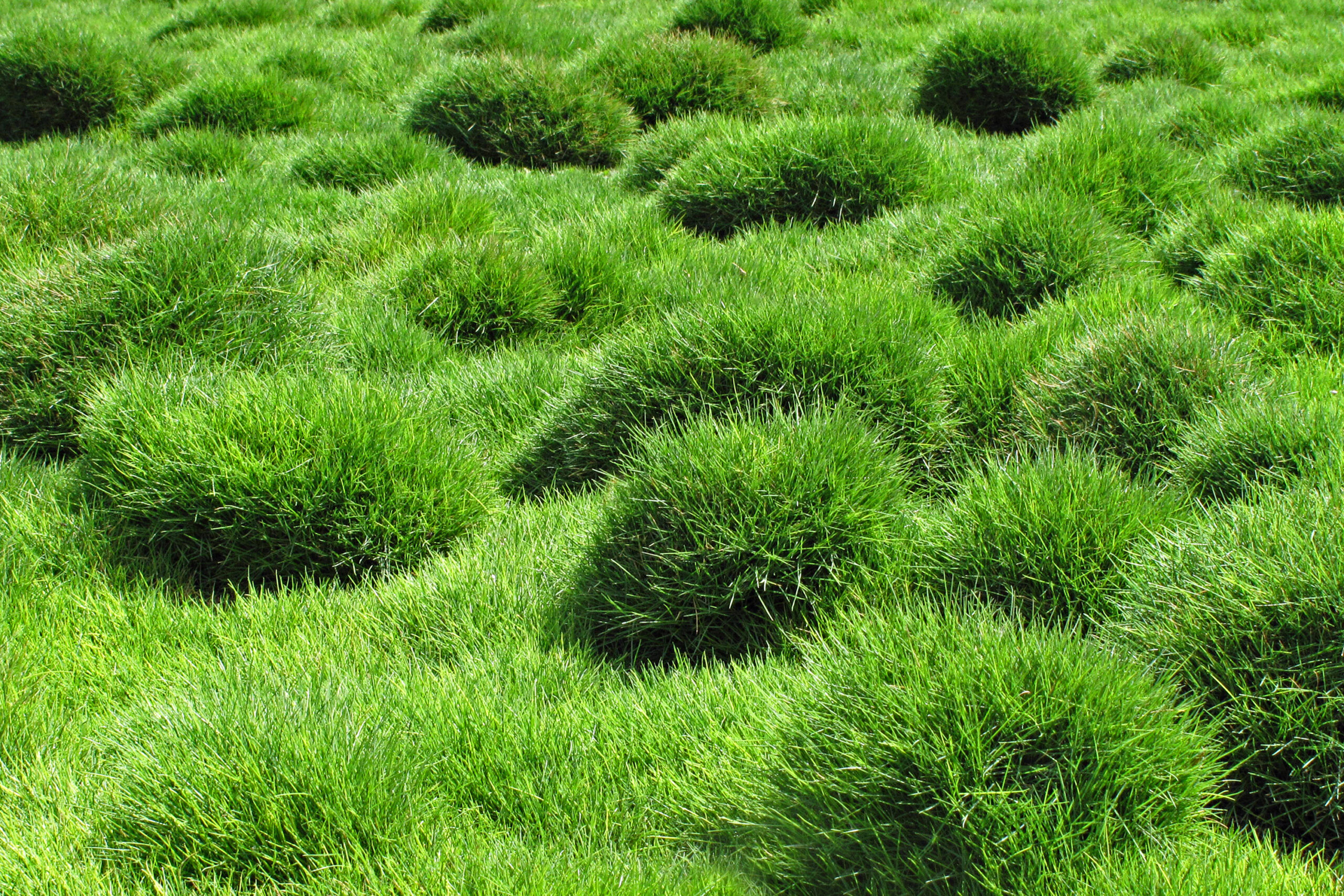 The Best Grass That Grows in Shade