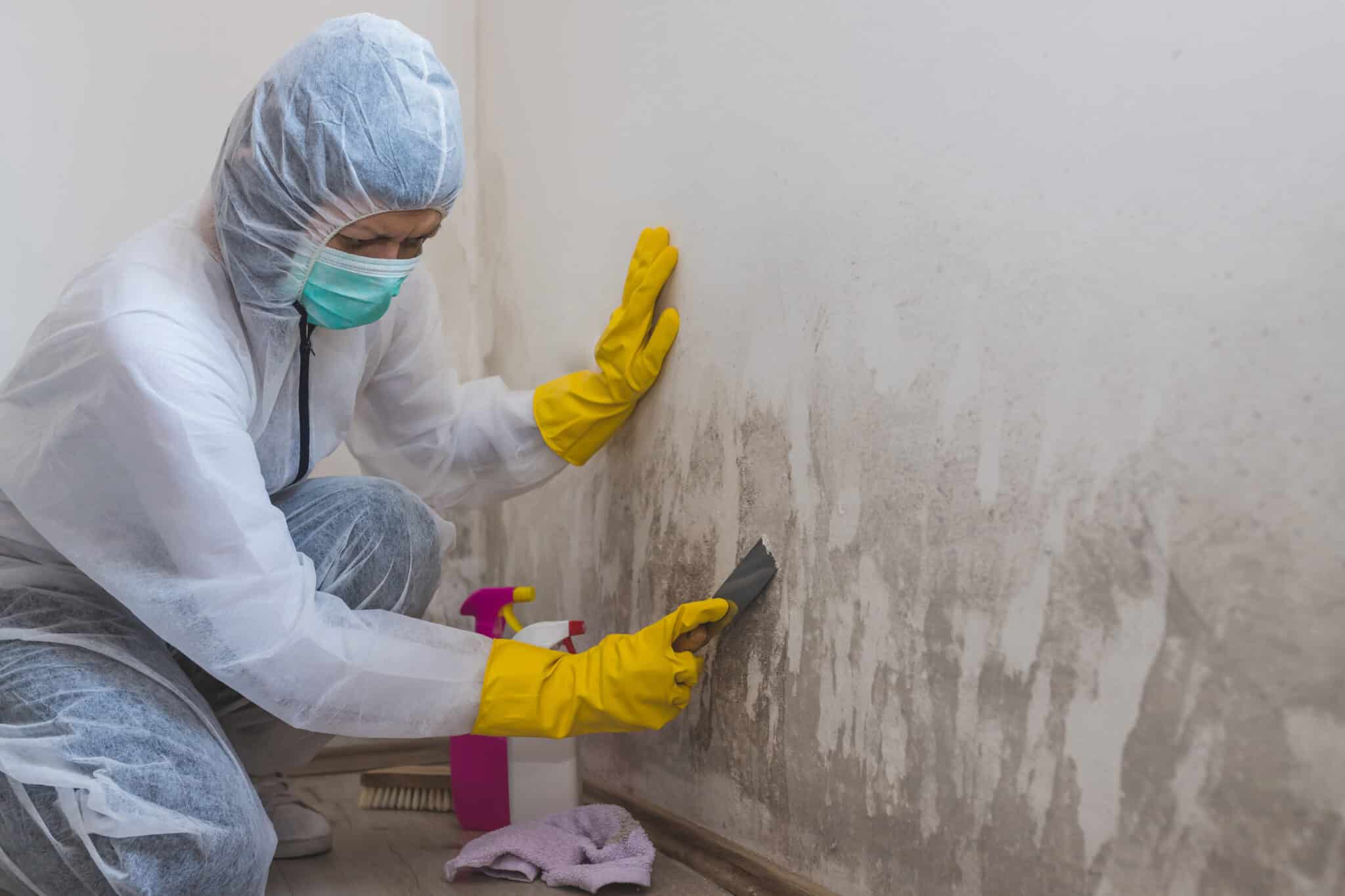 Mold Remediation Cost