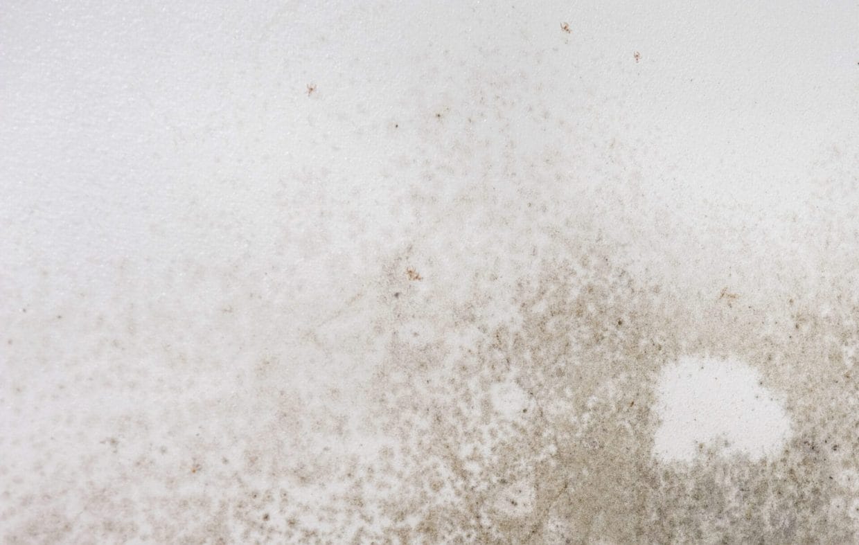 How To Remove Mold On Drywall