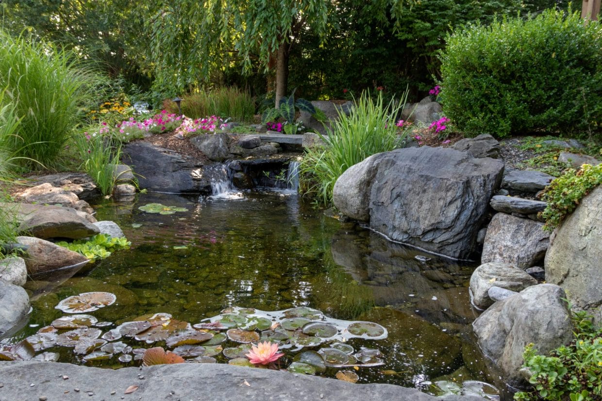 How To Create a Backyard Pond