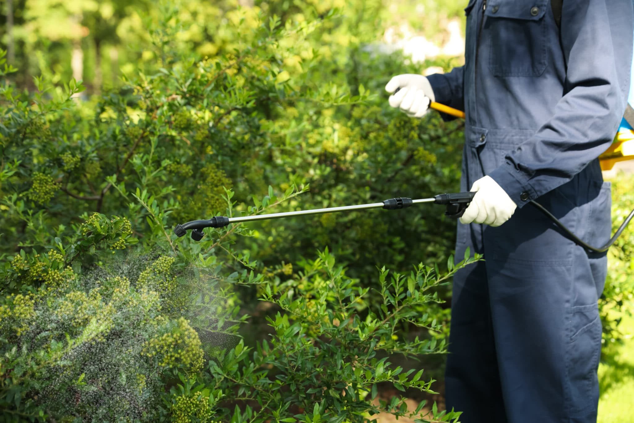 How much does pest control cost