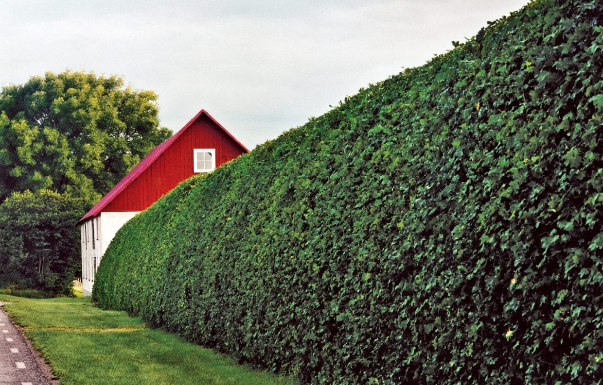 How To Trim Hedges