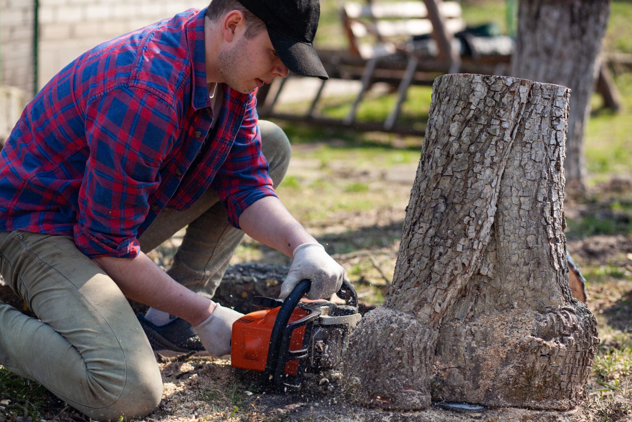 How Much Does Stump Removal Cost?