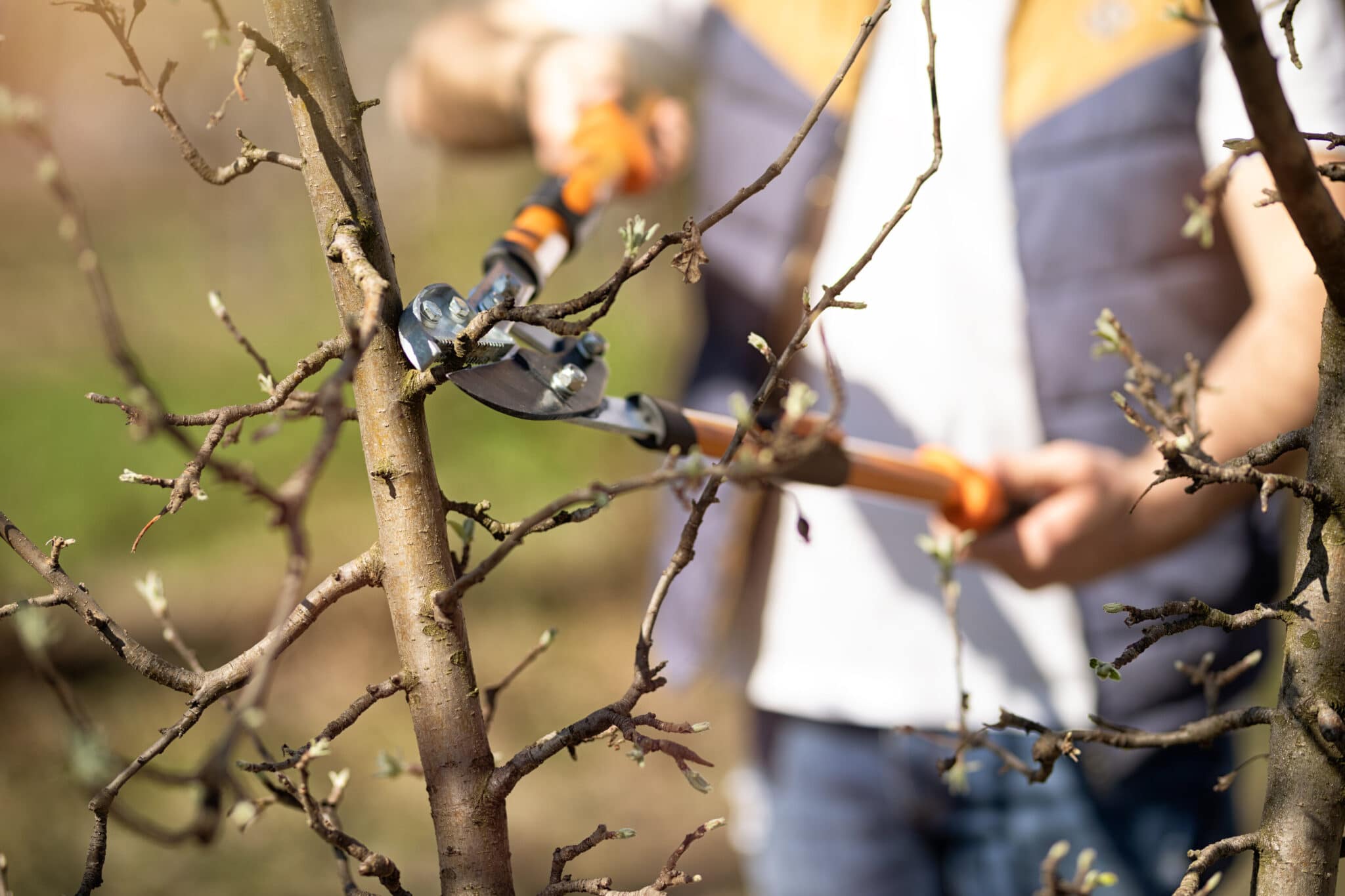 Ultimate Guide To Tree Pruning