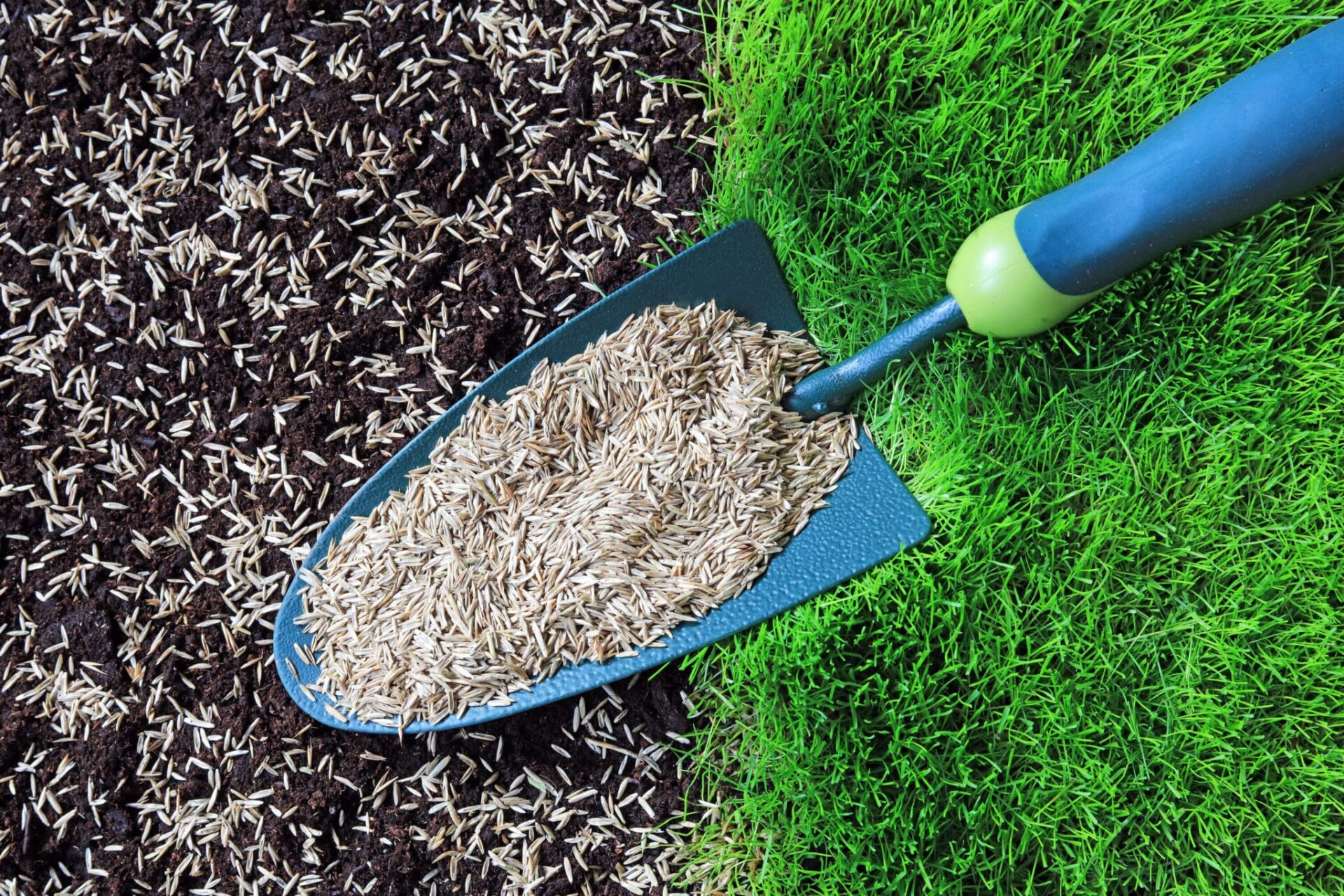 How Much Does It Cost To Reseed a Lawn?