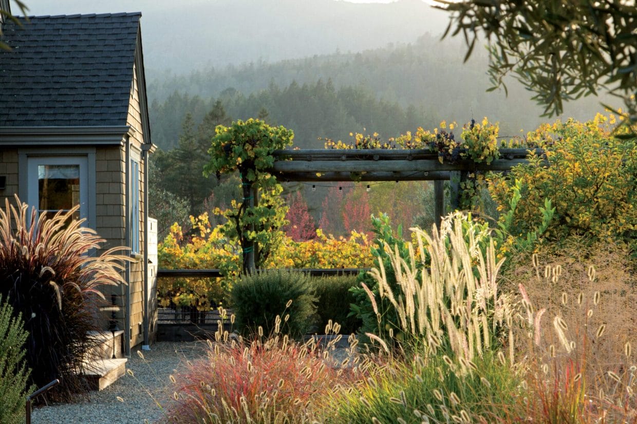 Ornamental Grasses for Every Size Garden