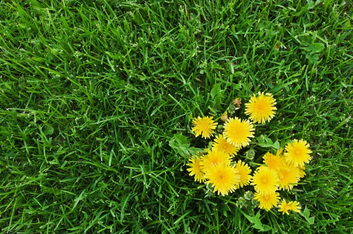 Say Goodbye to Weeds: Ultimate Guide to a Weed-Free Yard