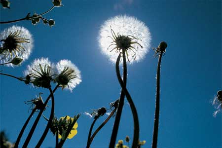 How To Get Rid of Weeds